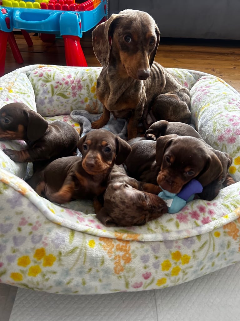Stunning Miniature Dachshund Puppies