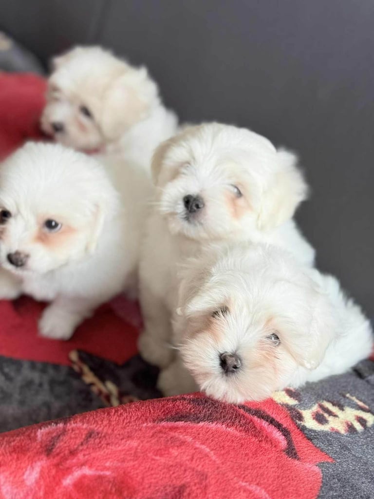 Puppies Maltese 
