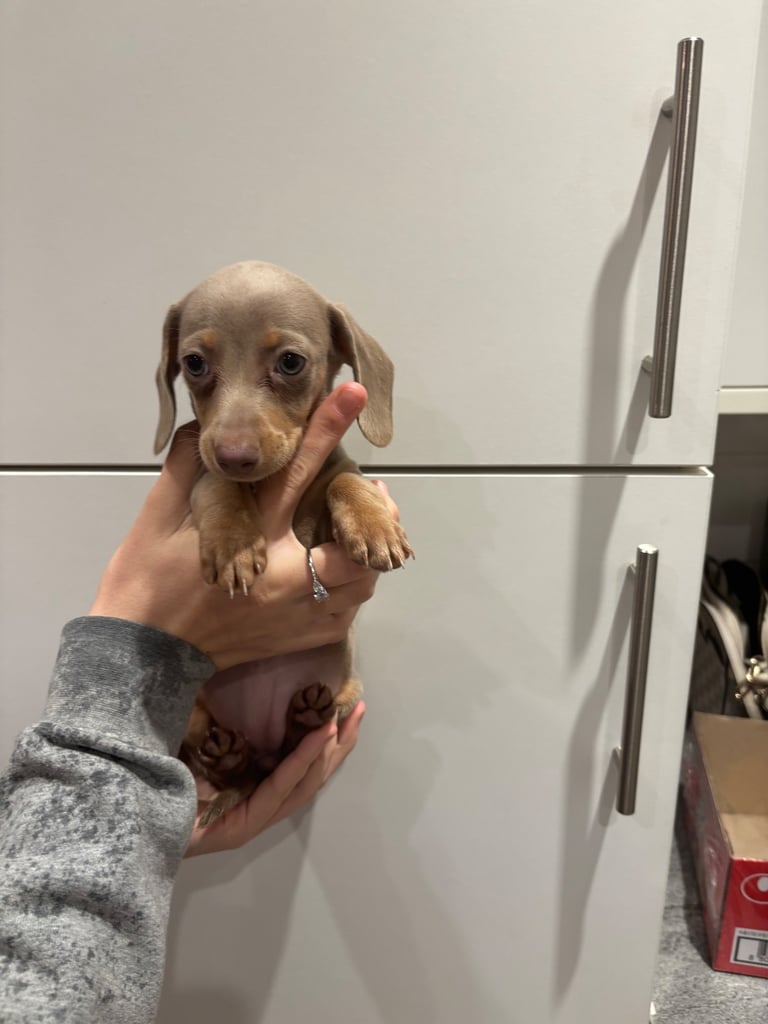 Stunning Miniature dachshunds 