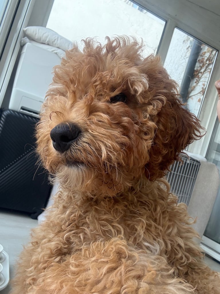 Cockapoo Male 8 Months 