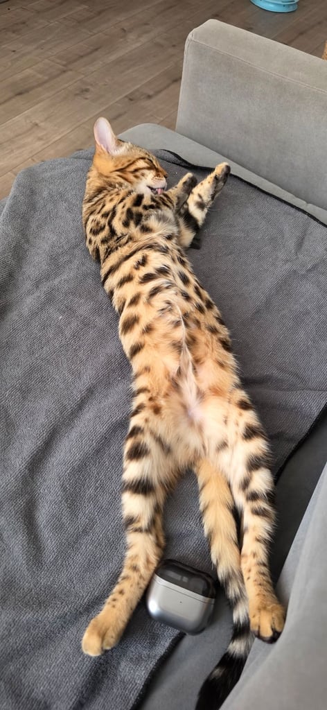 Bengal Female Kitten