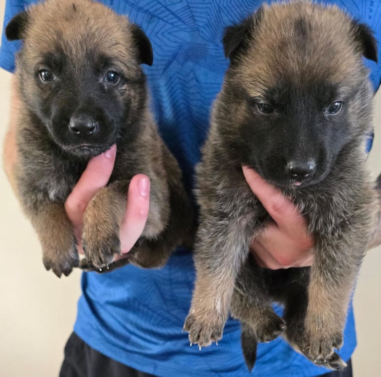image for German shepherd puppies