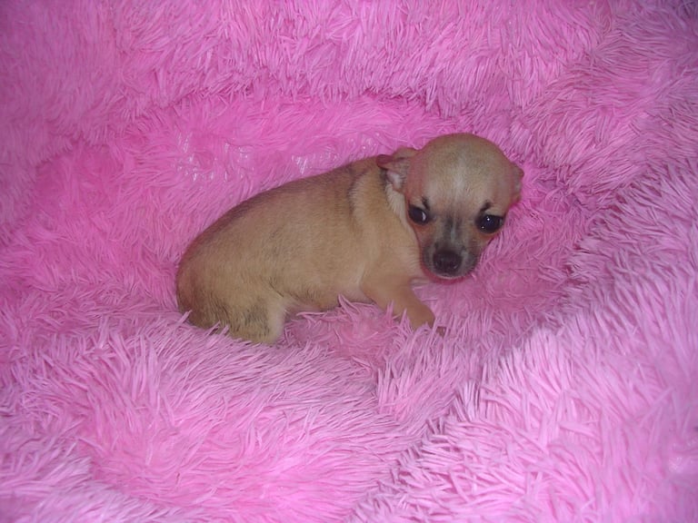 Full Breed Chihuahua puppies 1 Girl 2 Boys