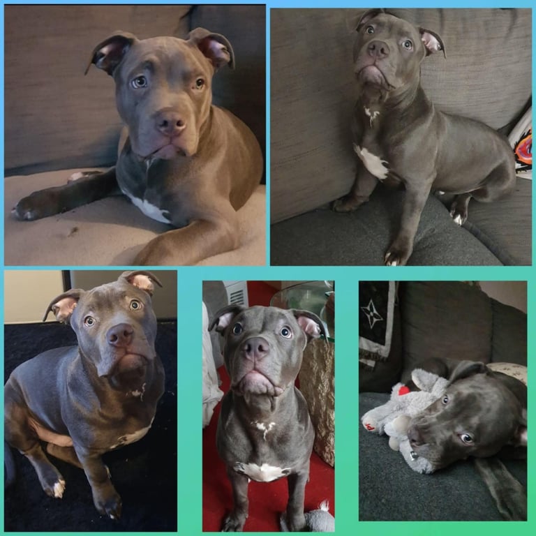 Beautiful boy, classic bully