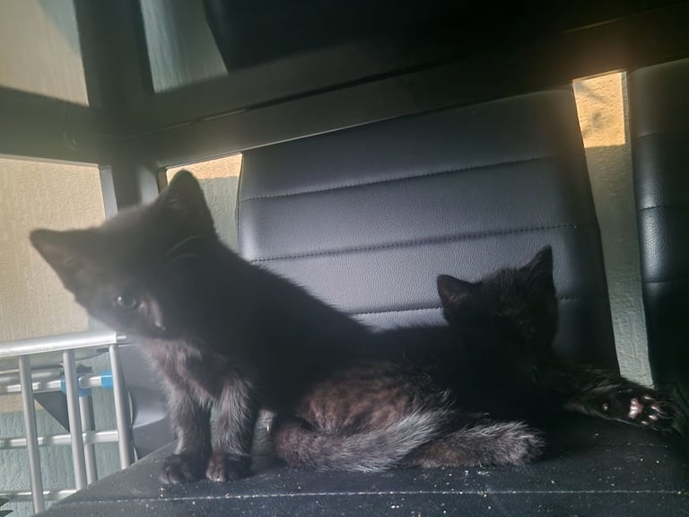 Kittens for sale