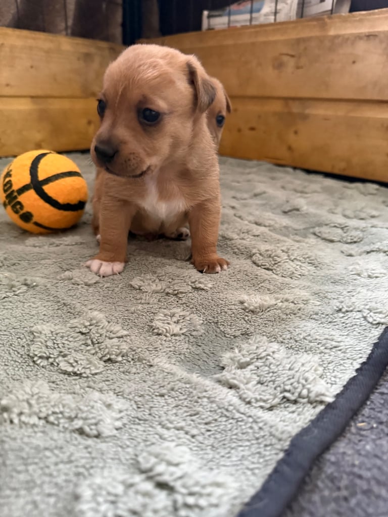 Miniature Jack Russell Pups