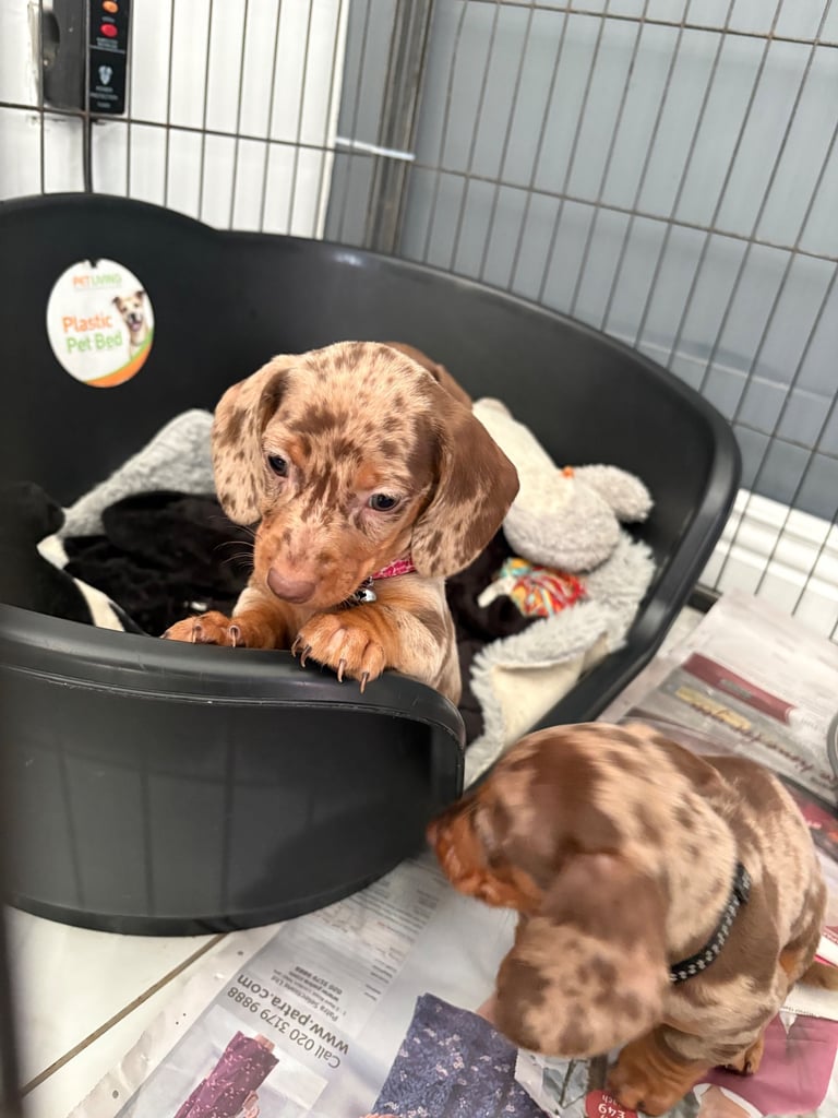 ONLY TWO LEFT ❤️❤️…….Beautiful litter of dachshund puppies 
