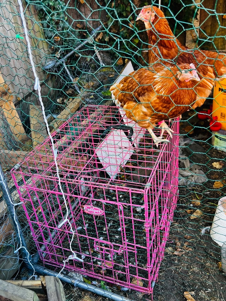 Bird cage chicken coop and run