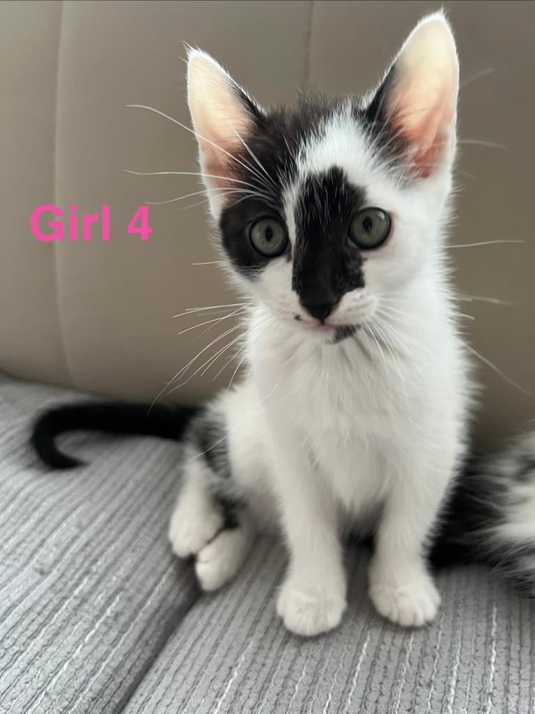 6 beautiful fluffy kittens for sale