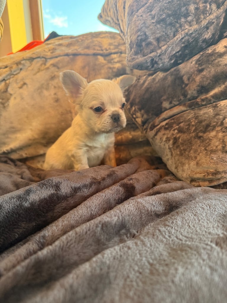 French bulldog puppies