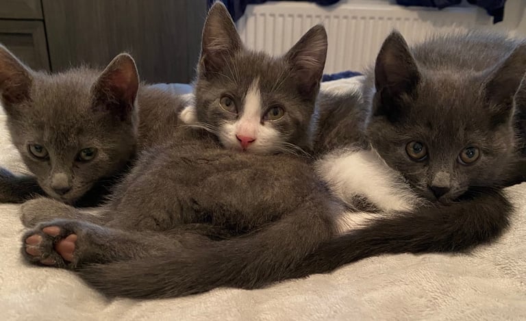 KITTENS 3 GIRLS READY NOW!!