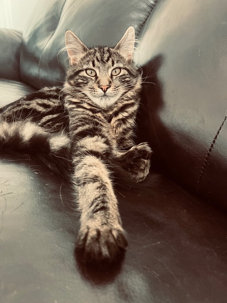 Mainecoon 