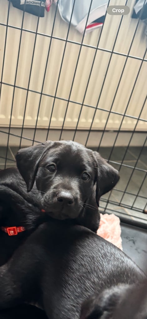2 chunky gorgeous black labs for sale 