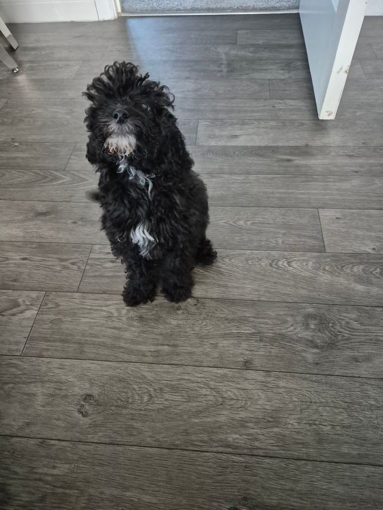 F2 COCKAPOOS FAMILY-REARED PETS