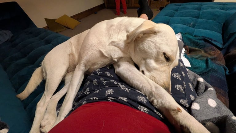 Labrador retriever  beautiful dog brilliant temperament 