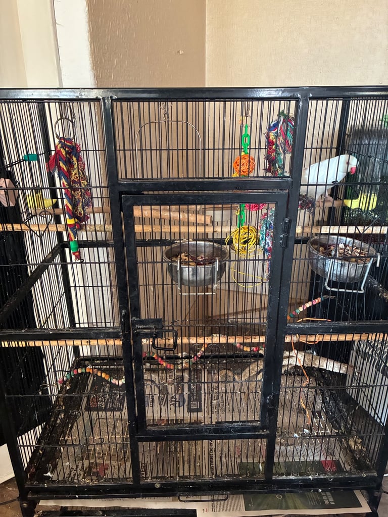 Birds and cages for sale 