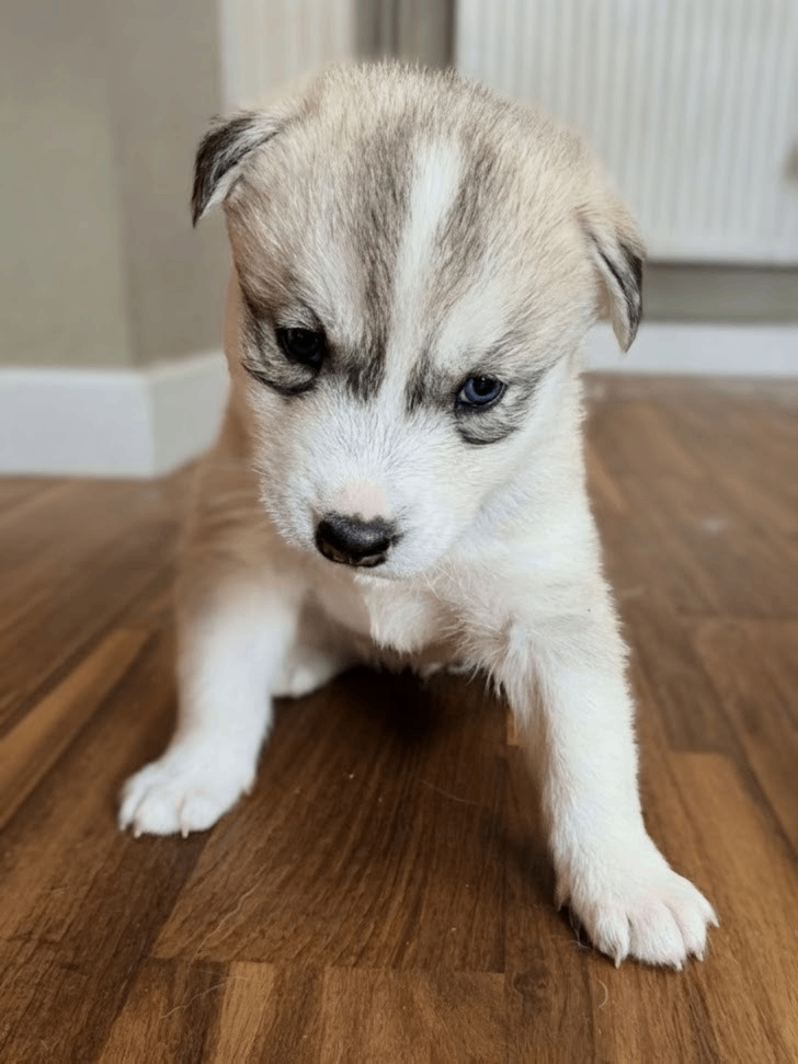 Beautiful Siberian Husky puppies 