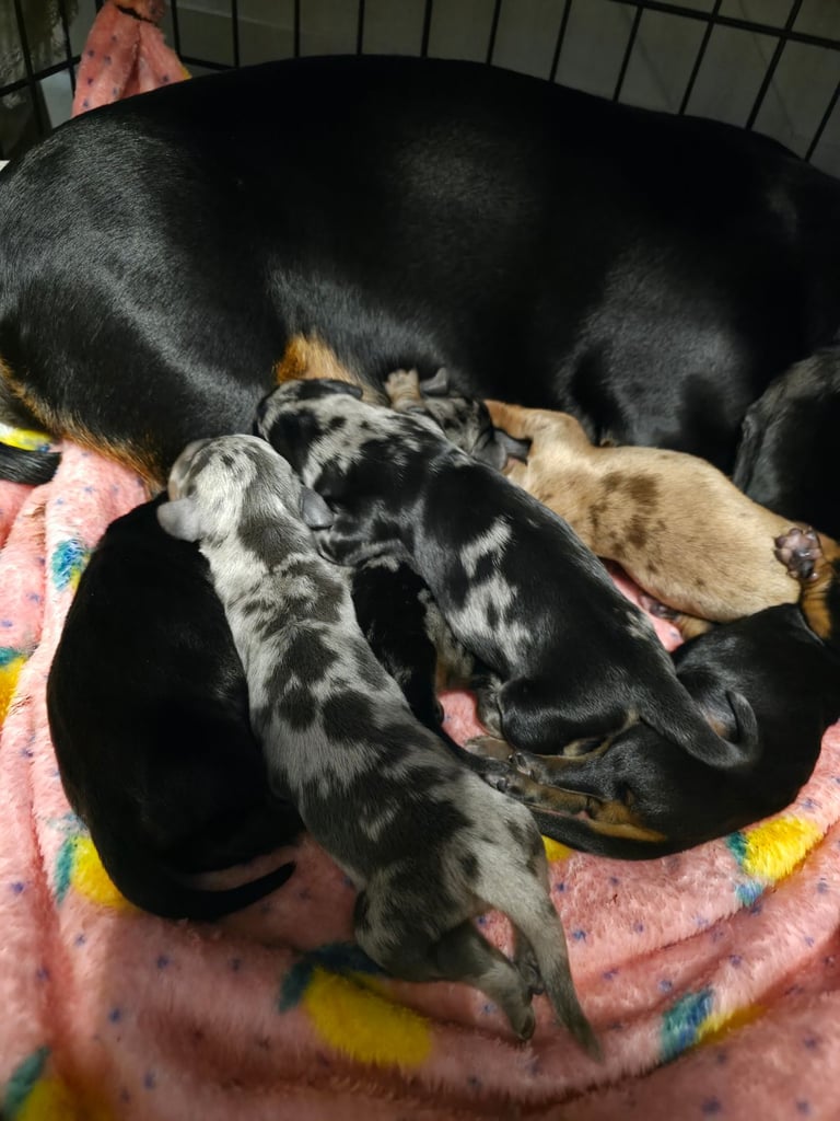 Miniature dachshunds 