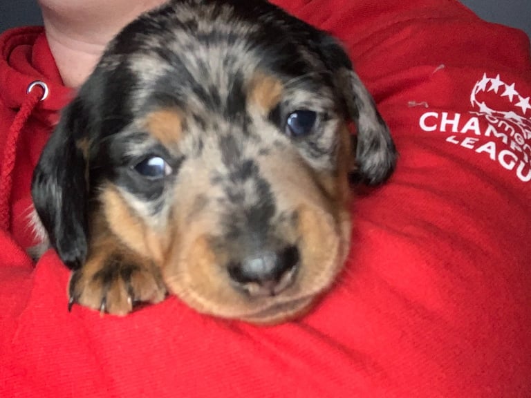 Adorable Dapple Girl *Reserved*