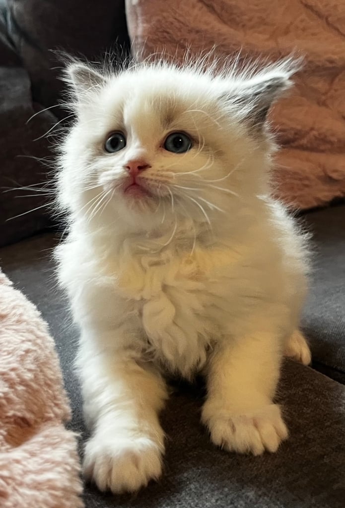 Ragdoll kittens for sale - boys