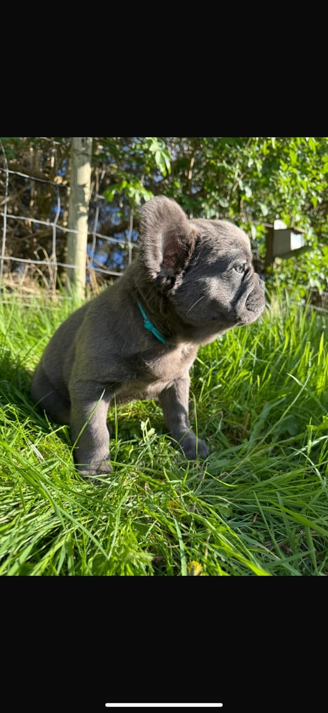 Fluffy French Bulldog Puppies