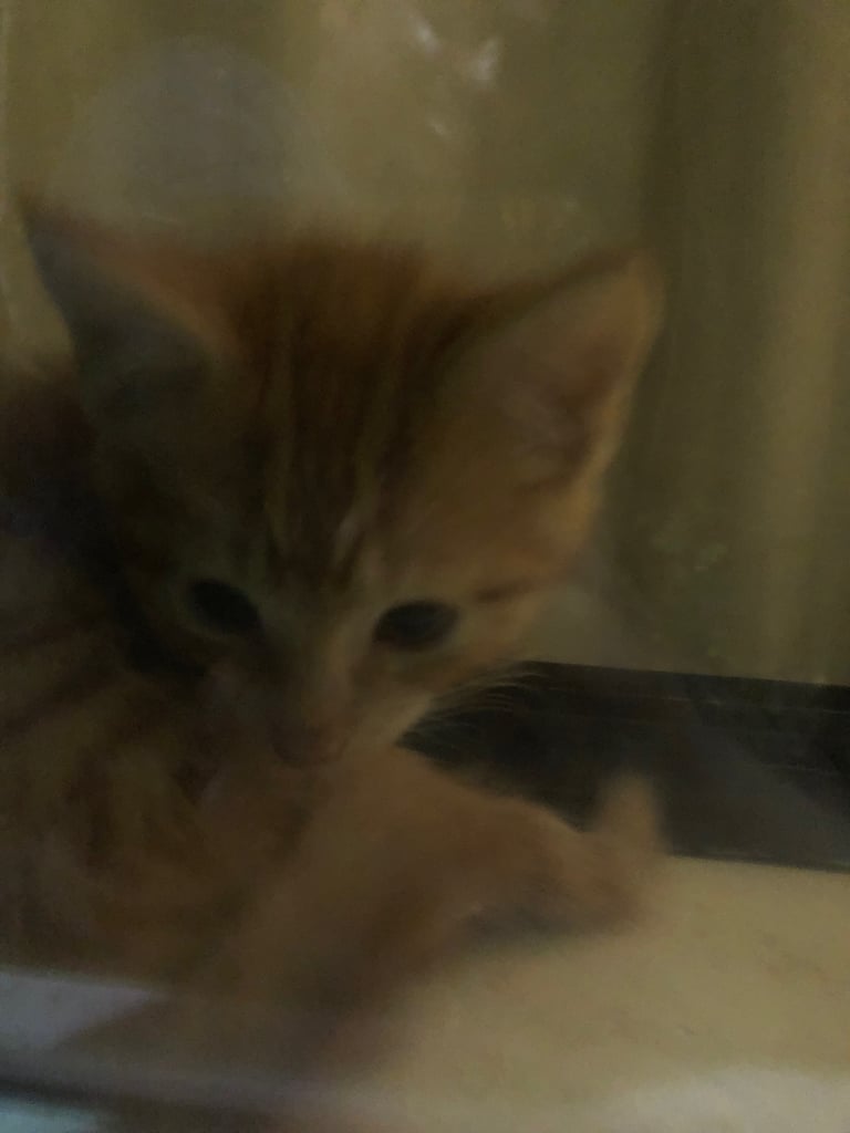 Beautiful Bombay  kittens 