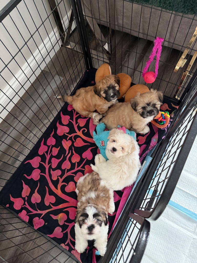 2 Lhasa Apso Puppies 