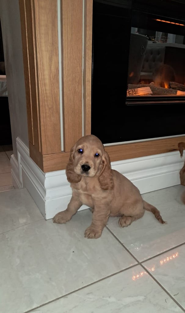 Cocker spaniel pups for sale