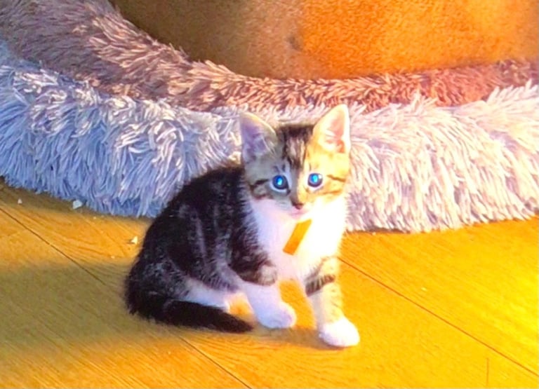 Exquisite Part Ragdoll Silver Tabby and Tabby & White Kittens