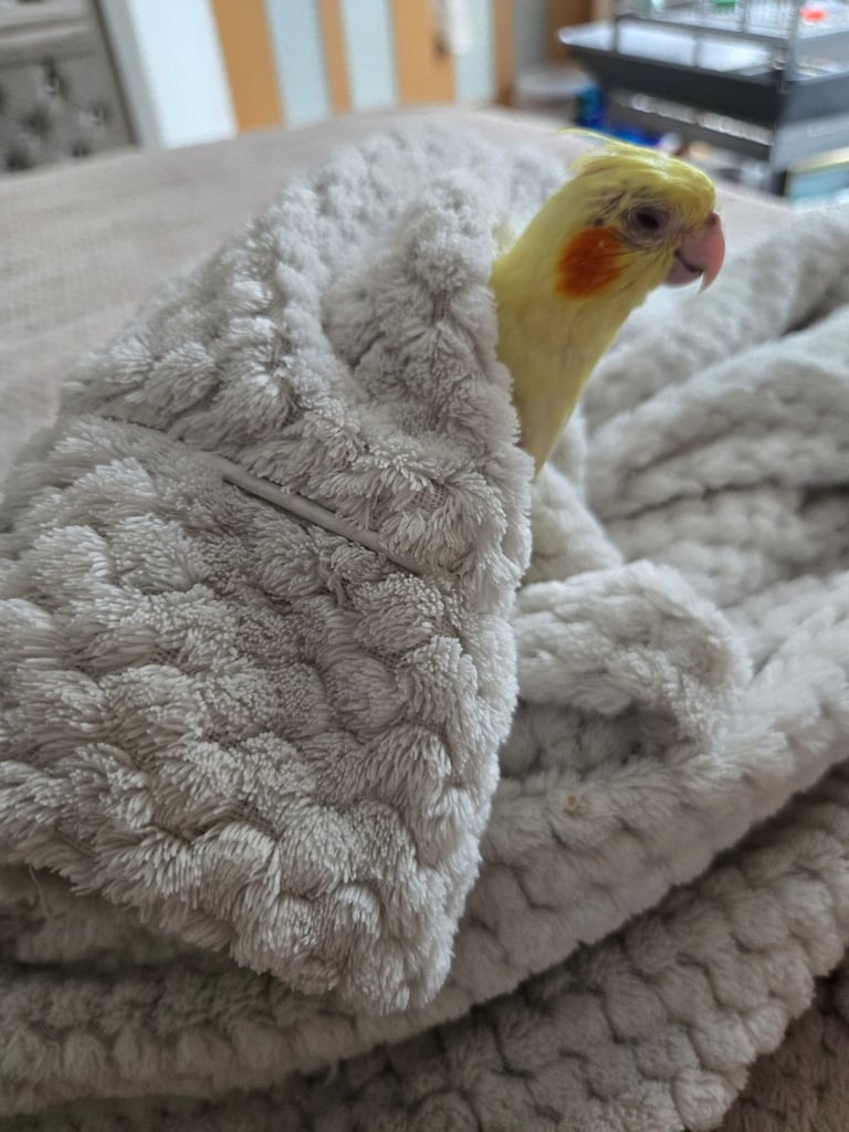Lutino Cockatiel – Ultra Tame, Hand-Fed, No DNA test, Collection Only