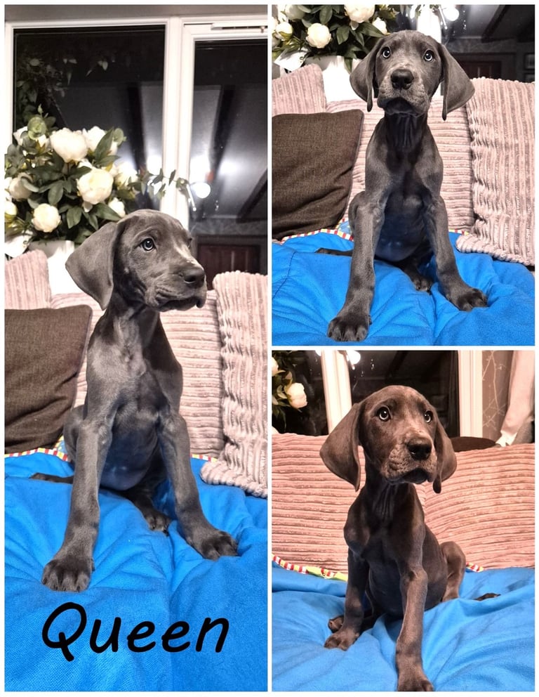 Great Dane puppies reduced 