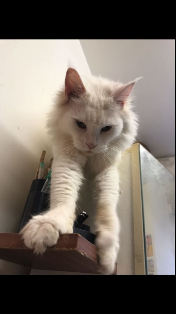 Full Maine Coon Female