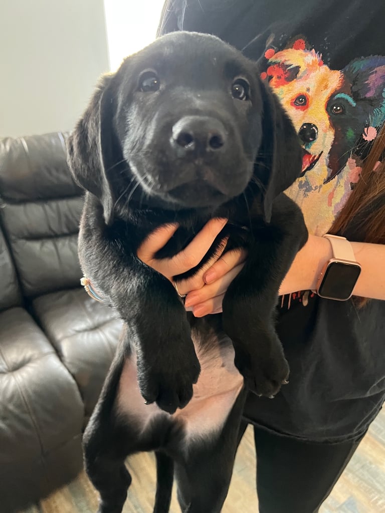 Kc pups ready for their new homes!  4 boys!