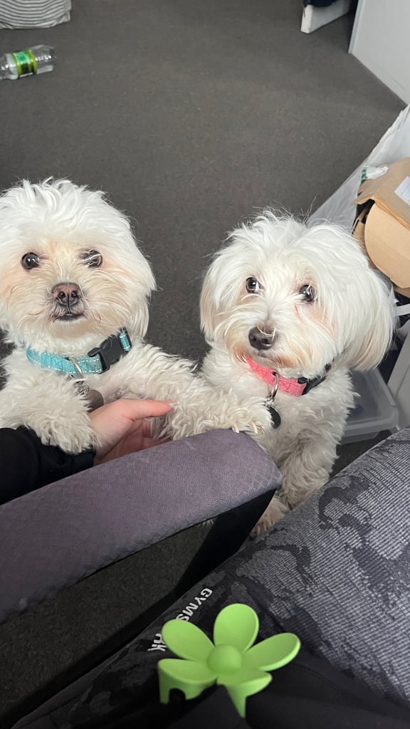 Maltese puppies for rehoming 