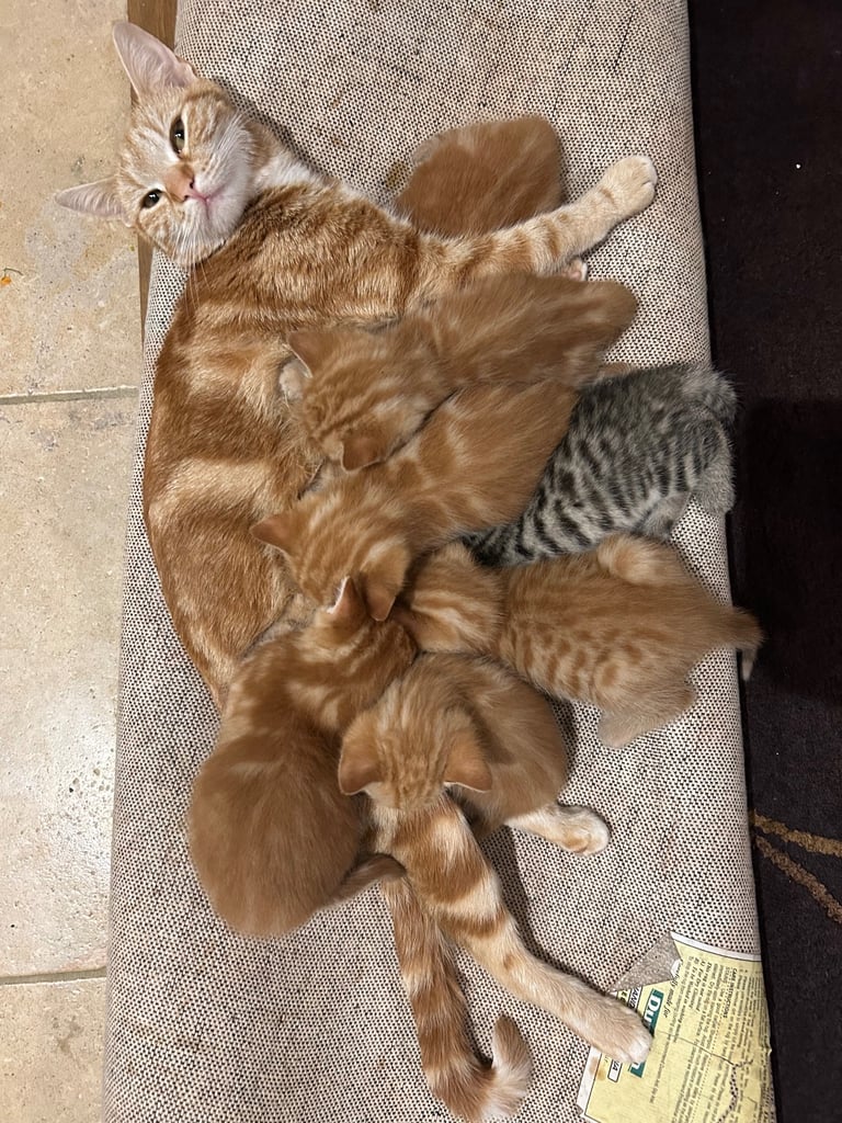 Gorgeous affectionate fluffy kittens 
