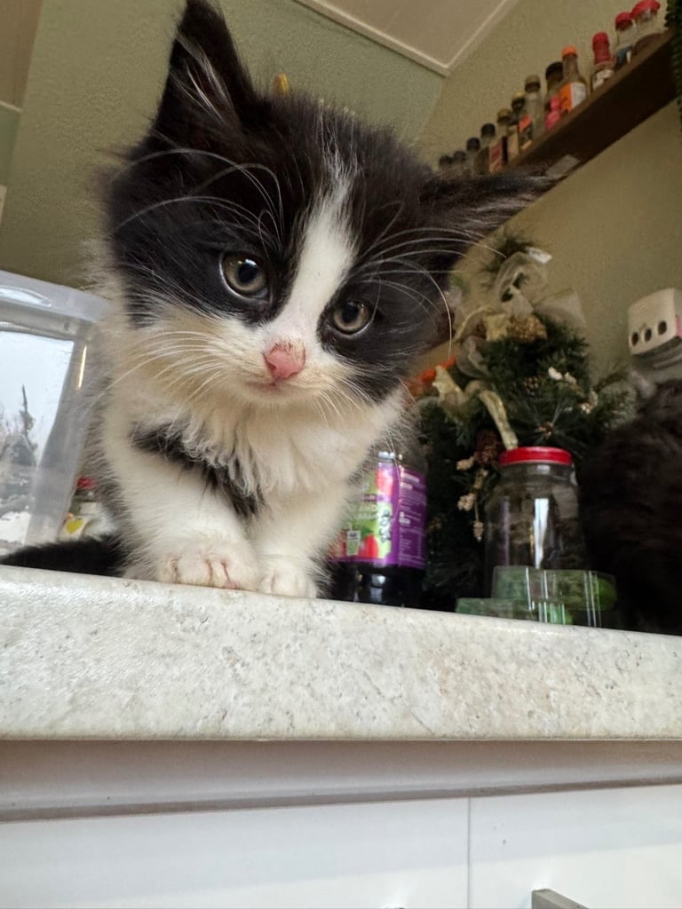 5 kittens ready for forever homes 