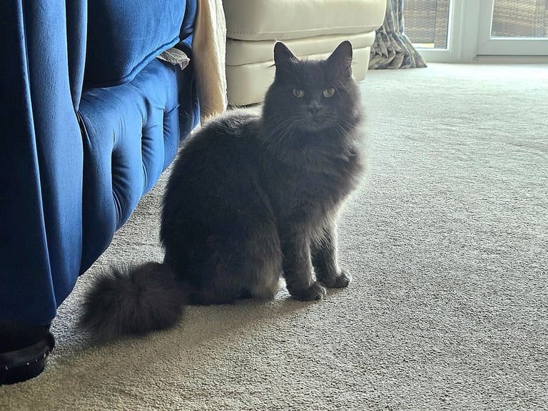 Beautiful Longhaired Female Cat