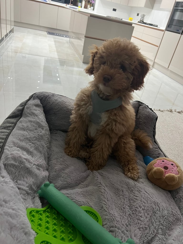 Cockapoo