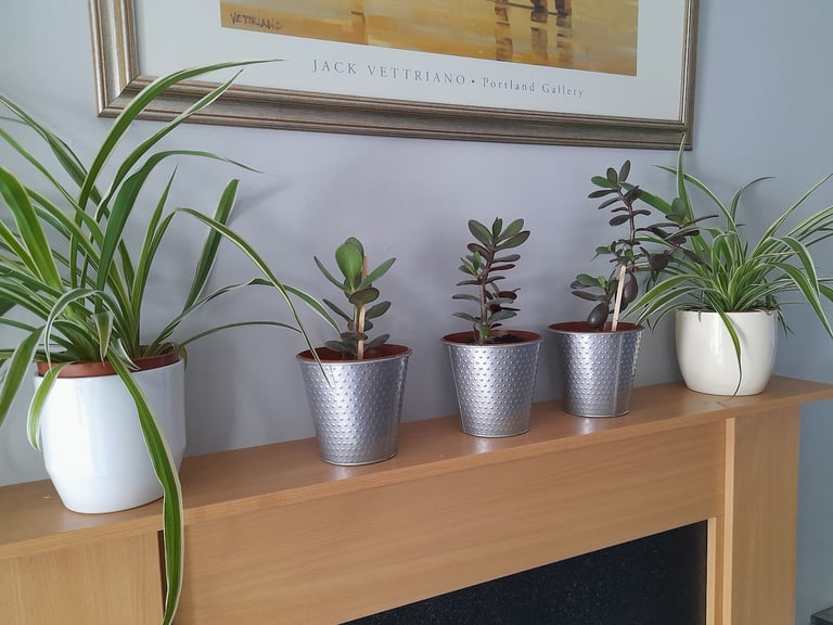 image for Spider /Jade (Money) Plants - House / Indoor Plants - £5 Each