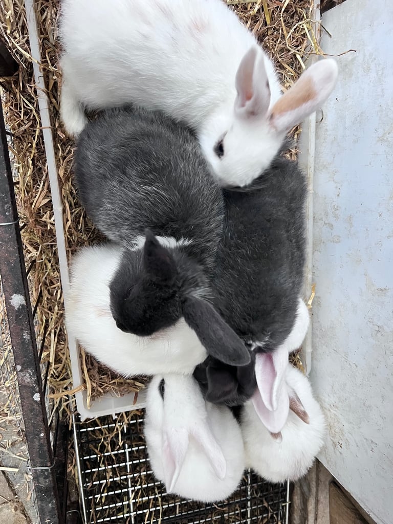 Baby rabbits