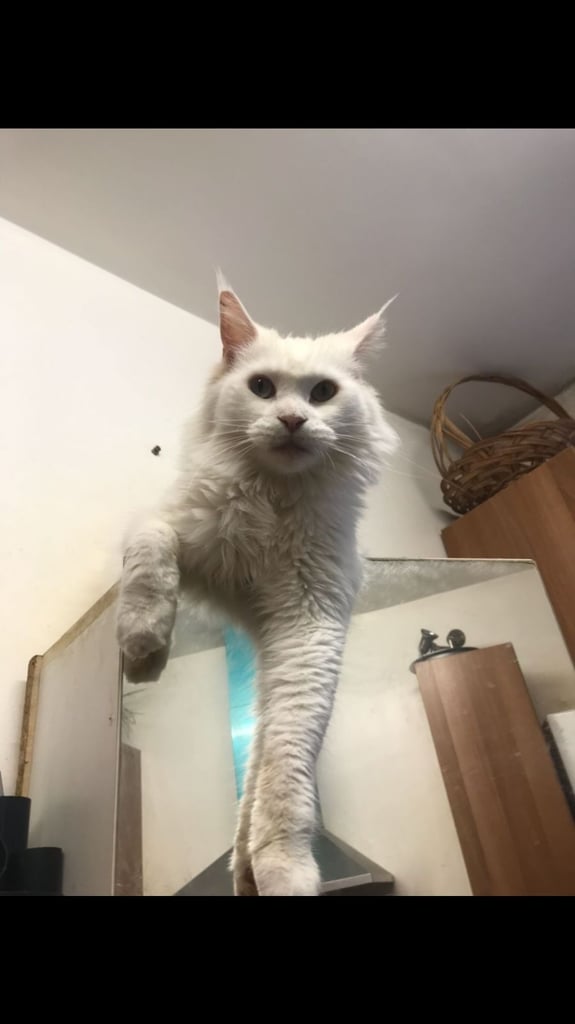 Full Maine Coon Female