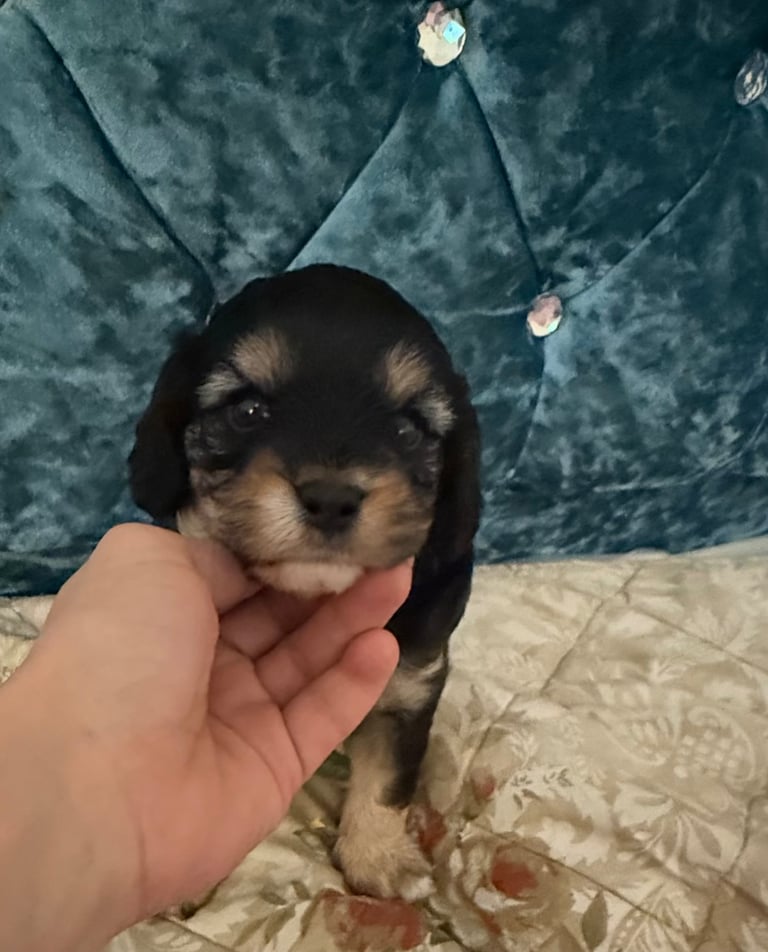 Toy cavapoo puppies