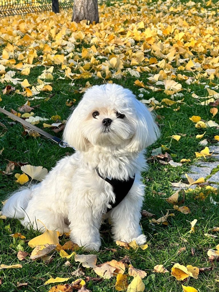 Gorgeous Tiny Maltese Puppies