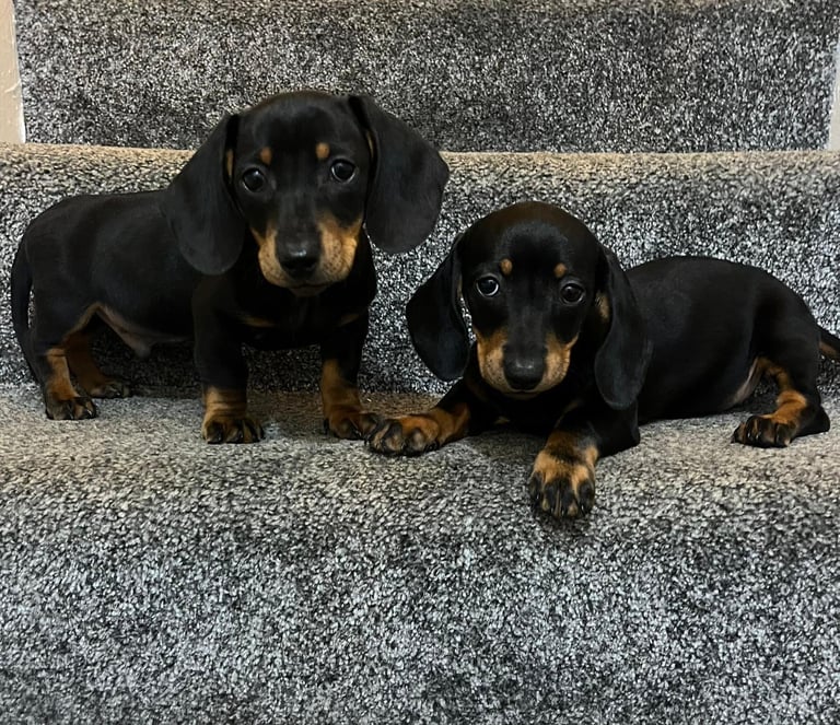 Dachshund puppies 