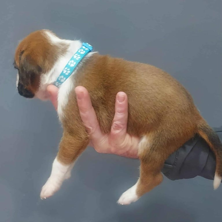Boxer puppies 