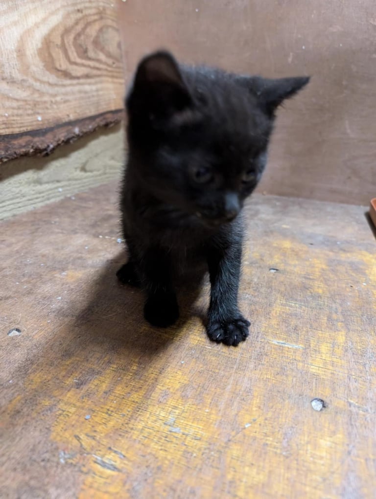 Kittens looking for forever homes 