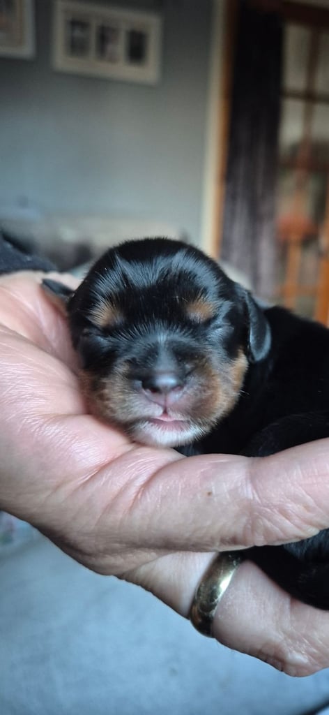 1 Cute Cavalier King Charles Puppy