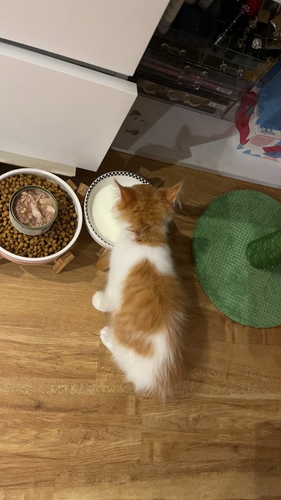 3 months ginger white kitten
