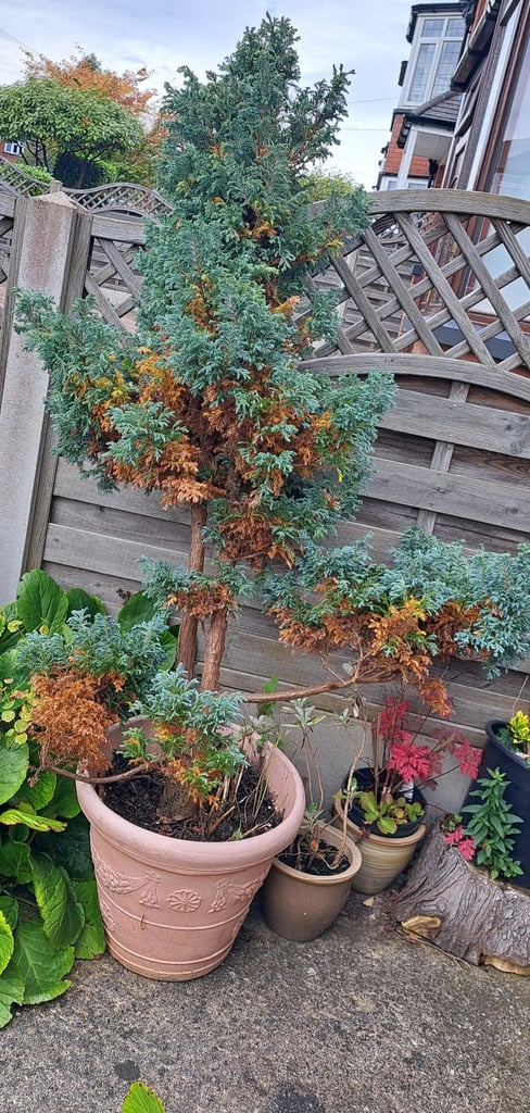 Two Large conifer Trees 