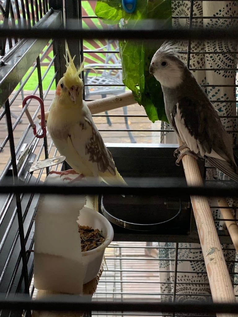 Bonded pair of cockatiels 